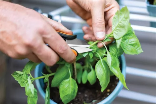 Fűszervágó olló, FISKARS "Solid™ SP220"