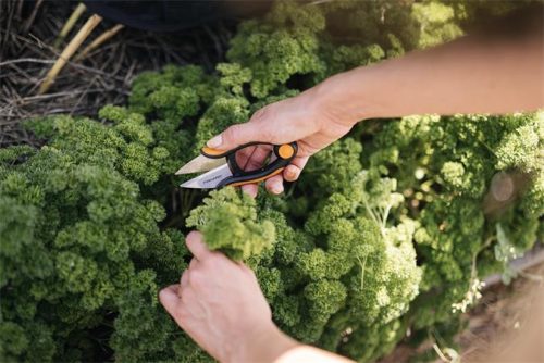 Fűszervágó olló, FISKARS "Solid™ SP220"