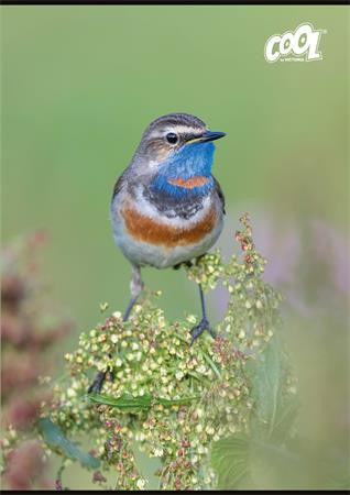 Füzet, tűzött, A4, kockás, 32 lap, COOL BY VICTORIA "Little Birds", "87-32"