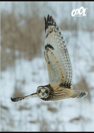 Füzet, tűzött, A4, sima, 80 lap, COOL BY VICTORIA "Wise Wings"