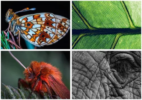 Naptár, fali, DAYLINER, "Macro Lens"