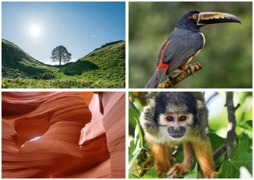 Naptár, fali, DAYLINER, "Természet varázsa"