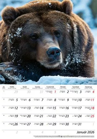 Naptár, fali, DAYLINER, "Vadászat"