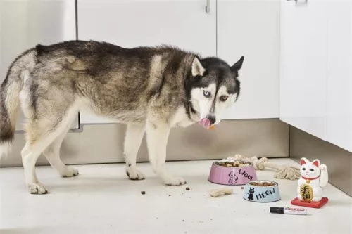 Alkoholos marker, 2-7 mm, vágott, EDDING "500", fekete