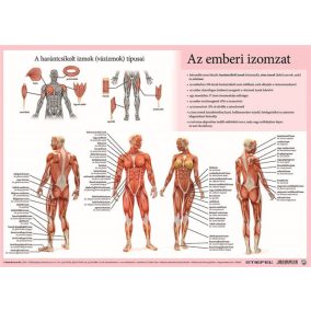   Könyökalátét, kétoldalas, A3, STIEFEL "Az emberi vázizomzat / érzékszervek"